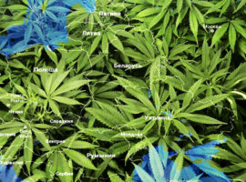 Статус марихуаны в странах Восточной Европы