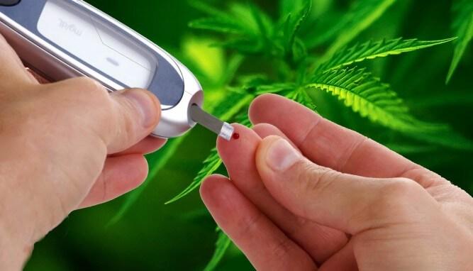Диабет и медицинская марихуана краснодарская марихуана