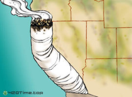 марихуана в калифорнии
