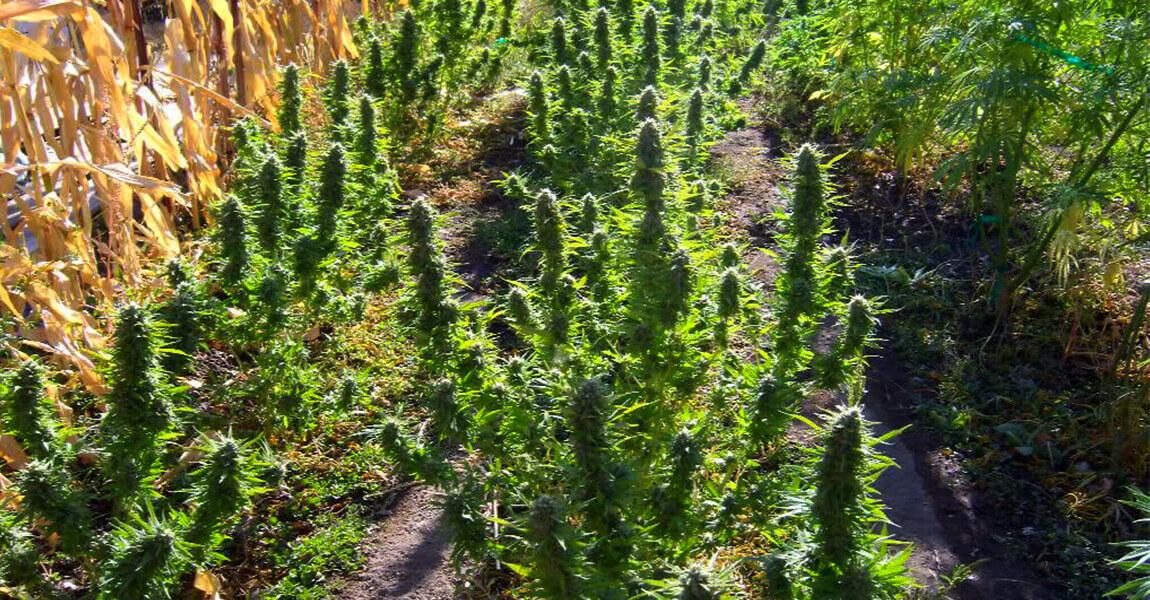 Агротехника выращивание конопли линда мама марихуана год