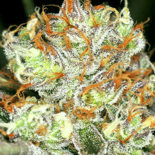 Красивые названия марихуаны цвет шишки марихуаны