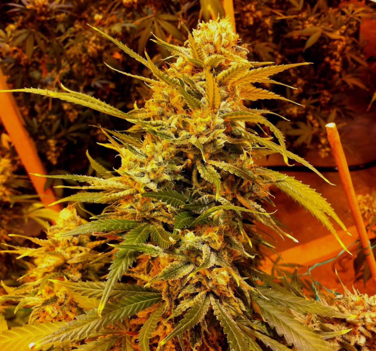 как выращивать семя марихуаны