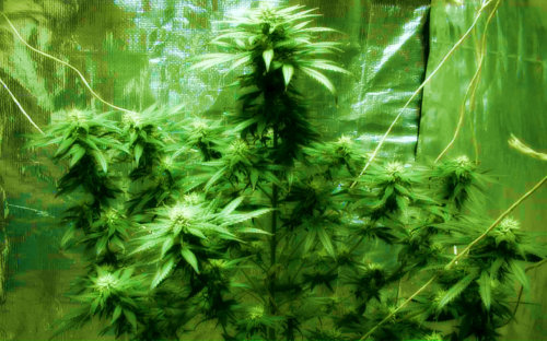 Подрезка листьев марихуаны