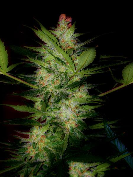 Урожайные сорта марихуаны