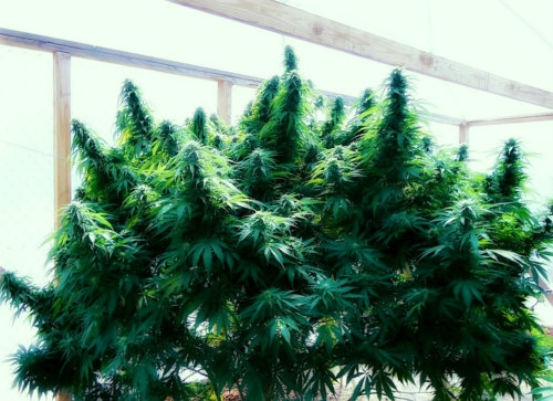 урожайные сорта марихуаны