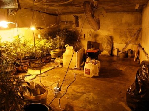 выращивание марихуаны в подвале