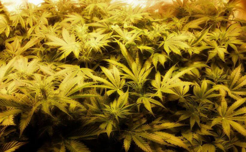 как выращивать марихуану в закрытом помещении