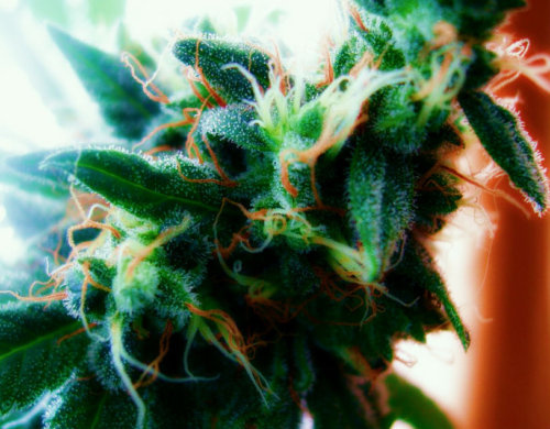 марихуана шишки листья