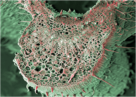 фото клетки марихуаны под микроскопом
