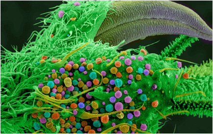 молекула марихуаны под микроскопом