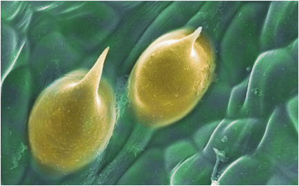 фото клетки конопли под микроскопом