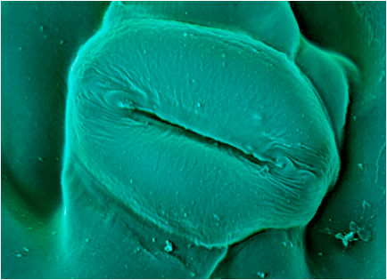 клетка каннабиса под микроскопом