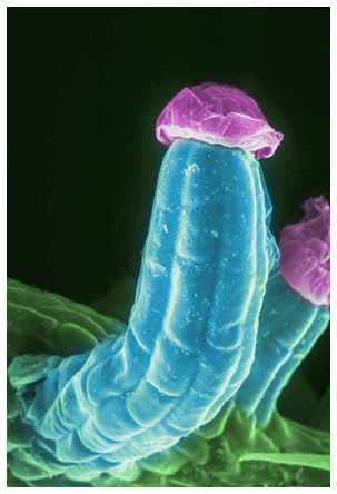 молекула конопли под микроскопом