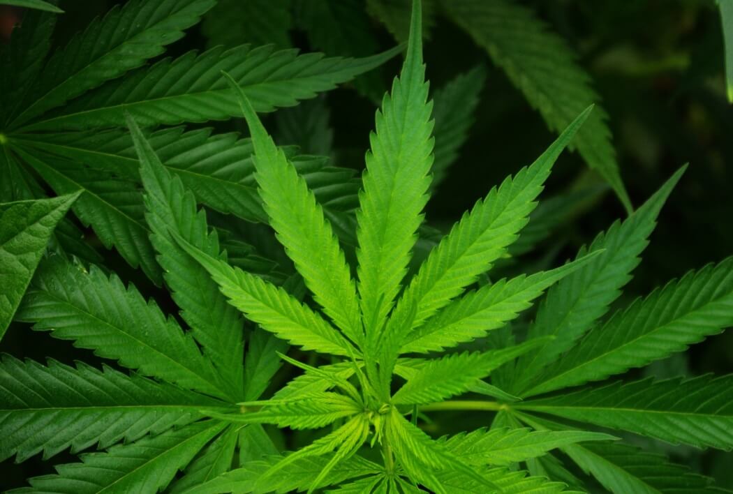 что сделать с листьями марихуаны