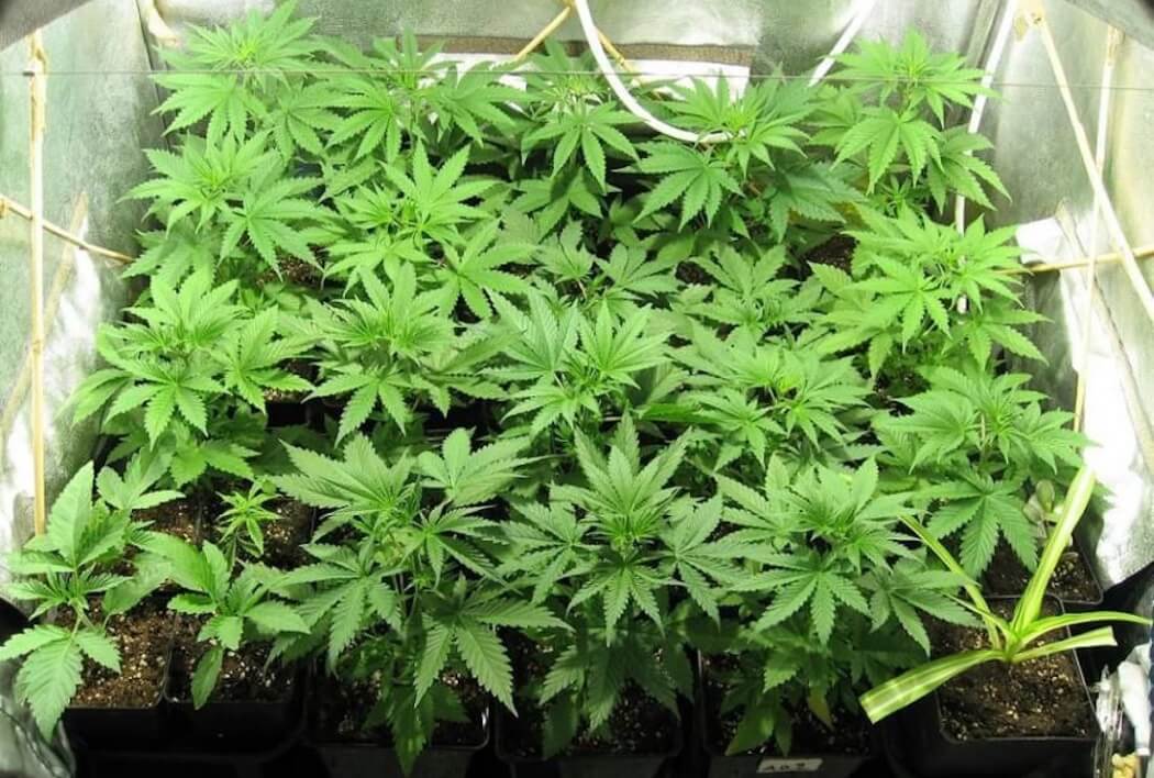выращивание домашней марихуаны