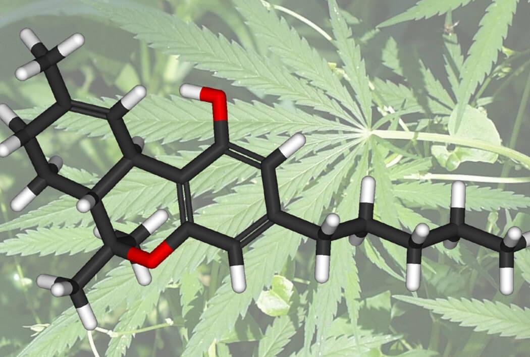 Как повысит тгк у конопли адидас марихуана