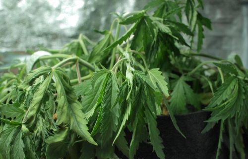 Конопля завяла что делать технология выращивания марихуаны