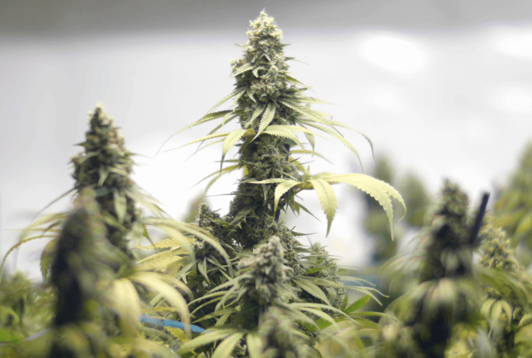 выращивание семена марихуаны