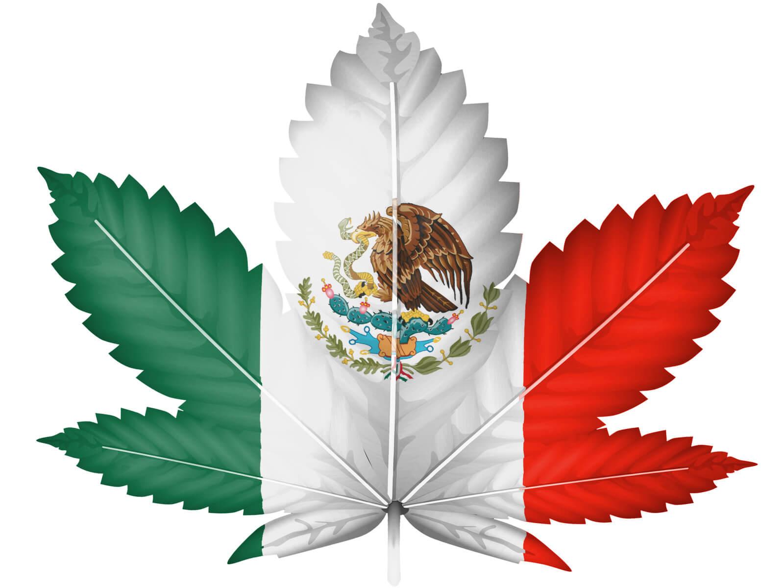 Мексика на пути легализации марихуаны