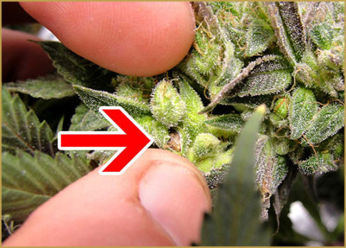 Семена марихуаны