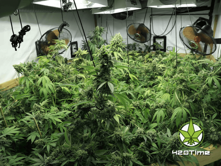 Конопля выращивание марихуаны в нижегородской области растет конопля