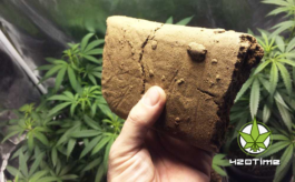 трут из конопли трут из конопли