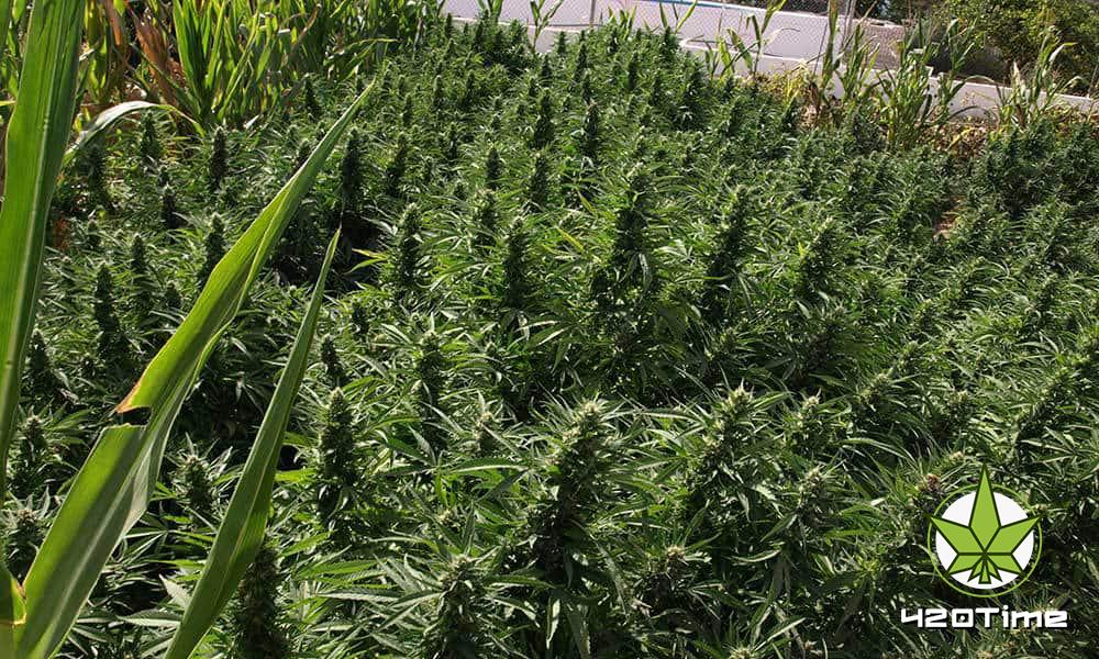 выращивание марихуаны в аутдоре