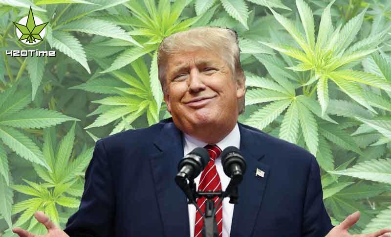 Планы Трампа по исследованию медицинской марихуаны