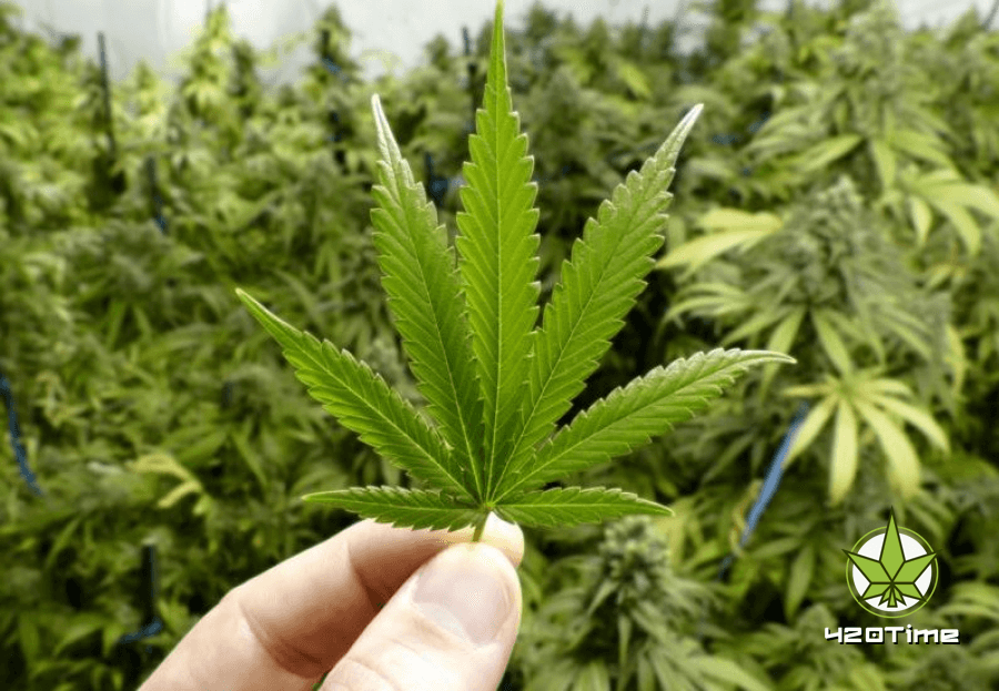 Выращивание марихуаны высший пилотаж скачать уход за автоцветами конопли