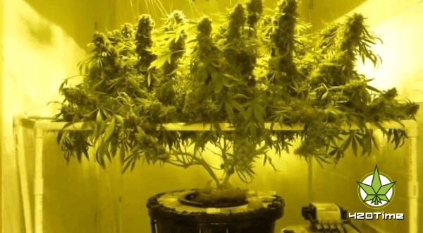 Гидропоника выращивание конопли удобрения лампы днат для марихуаны