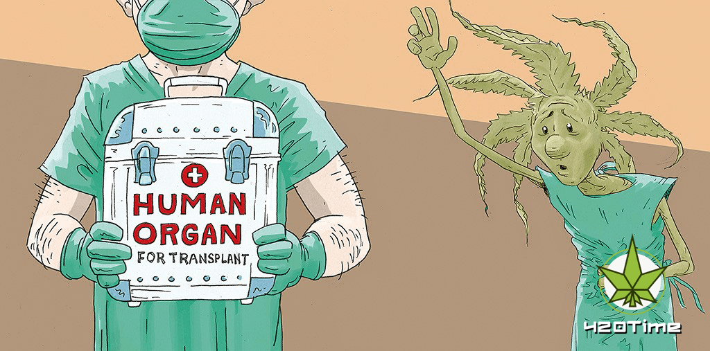 Почему в США запрещена пересадка органов для любителей канабиса