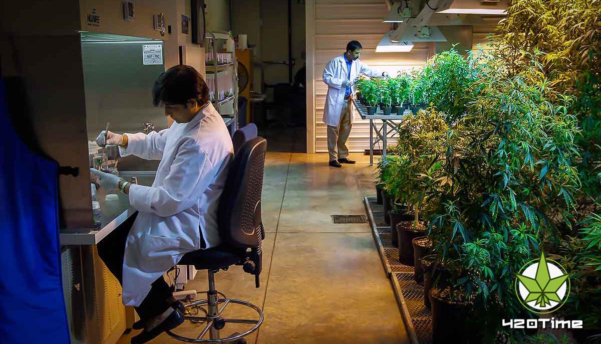 Ученые США исследуют марихуану