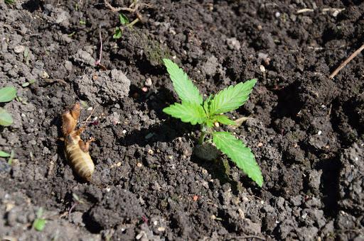 Выращивание марихуаны в аутдоре