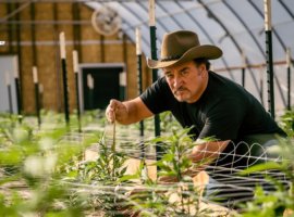 Перспективы фермерского выращивания марихуаны