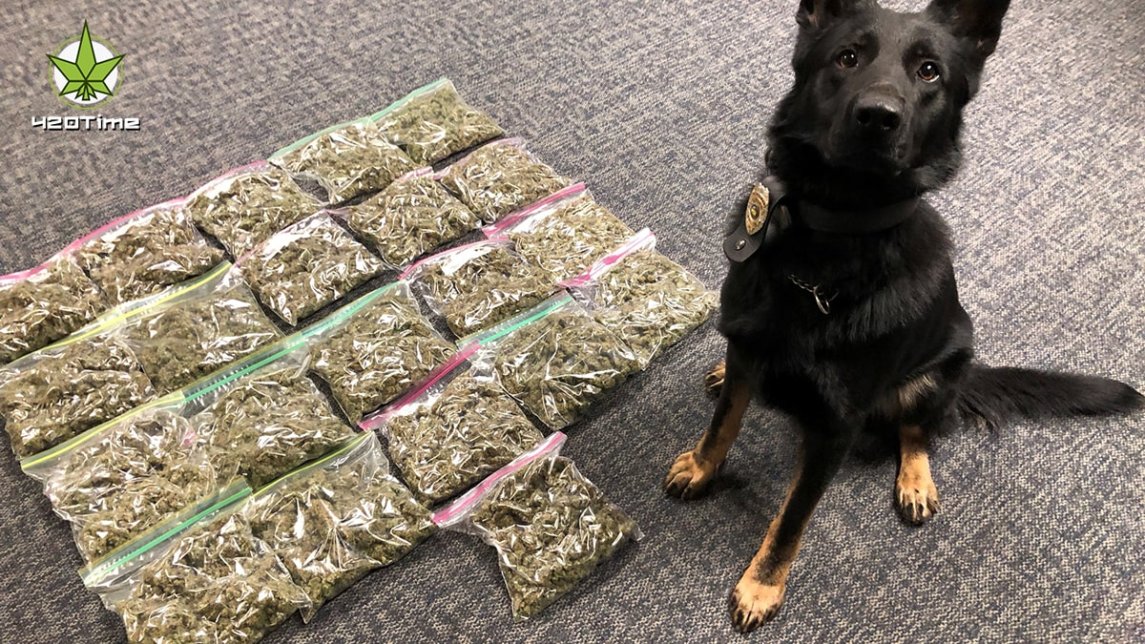 Полицейских собак натренированных находить марихуану приходится переучивать