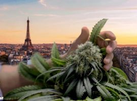 марихуана во Франции: будет ли легализация каннабиса