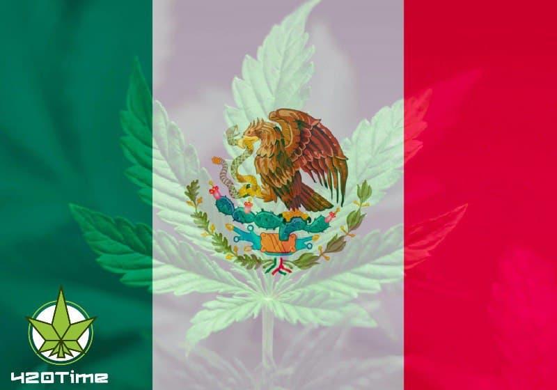 легализация марихуаны в Мексике
