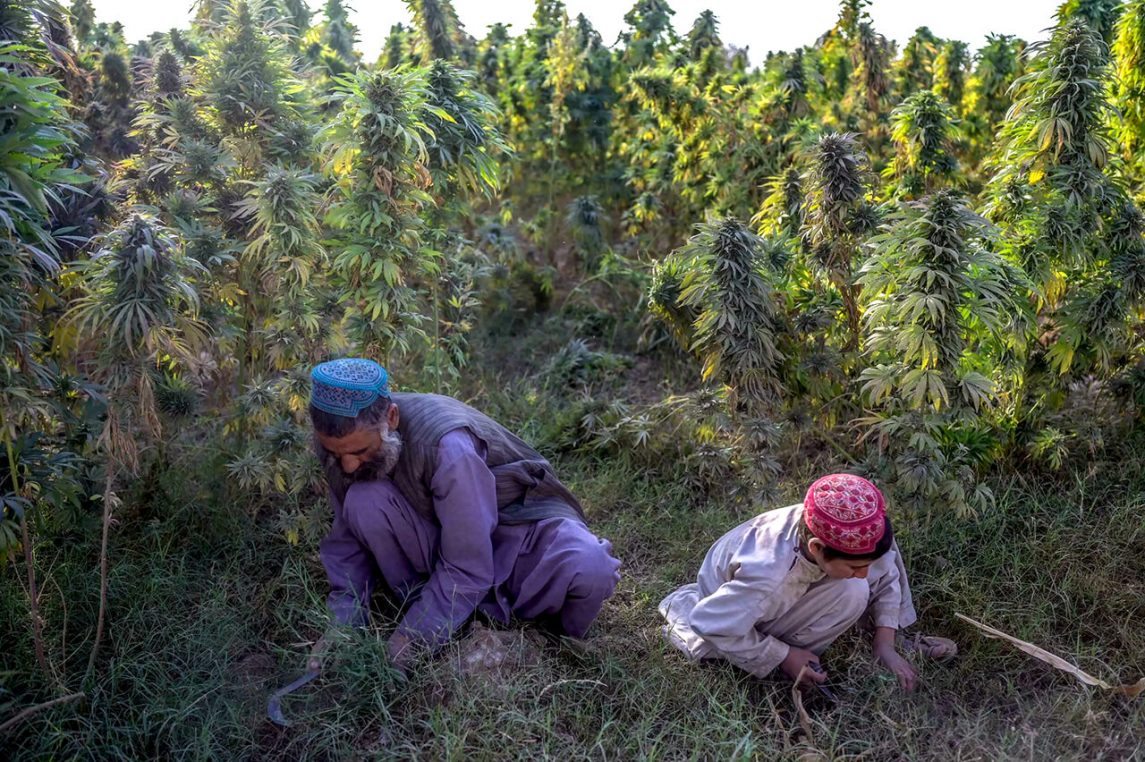 Афганский фермер конопли Гулам Али со своим сыном работают в поле марихуаны