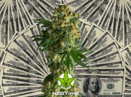 марихуана и миллионы долларов