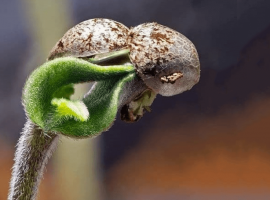 Как проращивать семена конопли