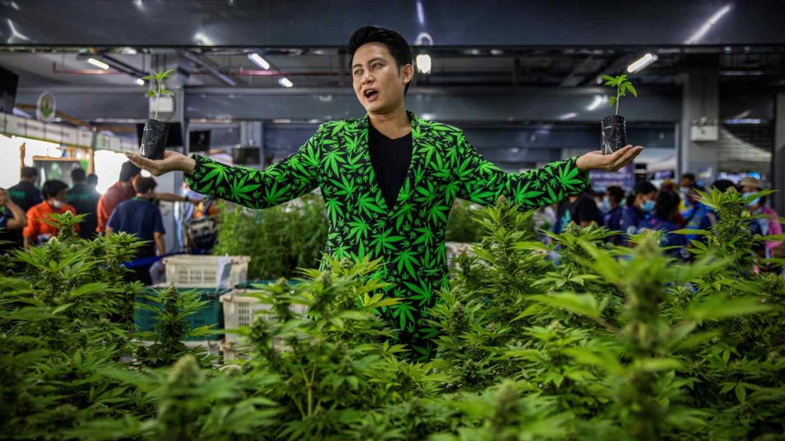 Легализация марихуаны в Таиланде