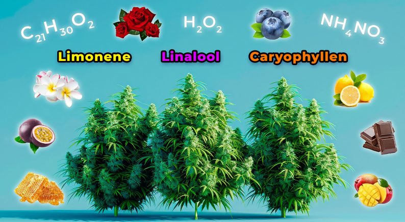 Терпены марихуаны — у каких растений конопля заимствует аромат?