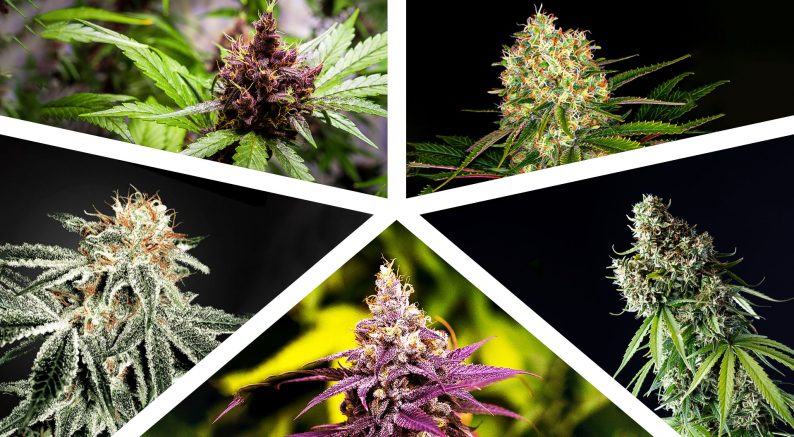 Разные виды соцветий марихуаны